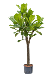 Hydroplant Ficus Lyrata