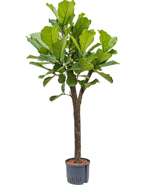 Hydroplant Ficus