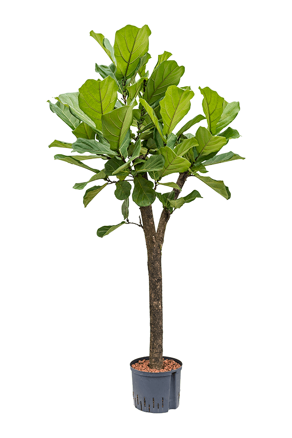 Hydroplant Ficus Lyrata