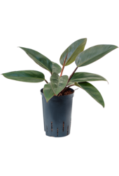 Hydroplant Filodendron Red Congo
