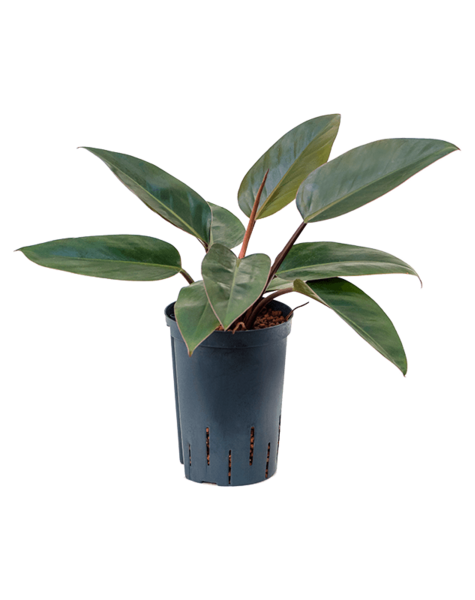 Hydroplant Filodendron
