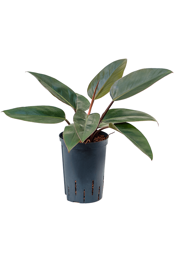 Hydroplant Filodendron Red Congo
