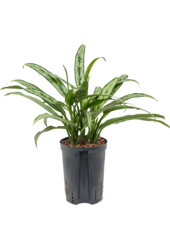 Hydroplant Aglaonema Cutlass