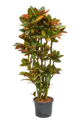 Hydroplant Kroton (Codiaeum) Variegatum Petra