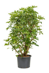 Hydroplant Szeflera Arboricola Compacta