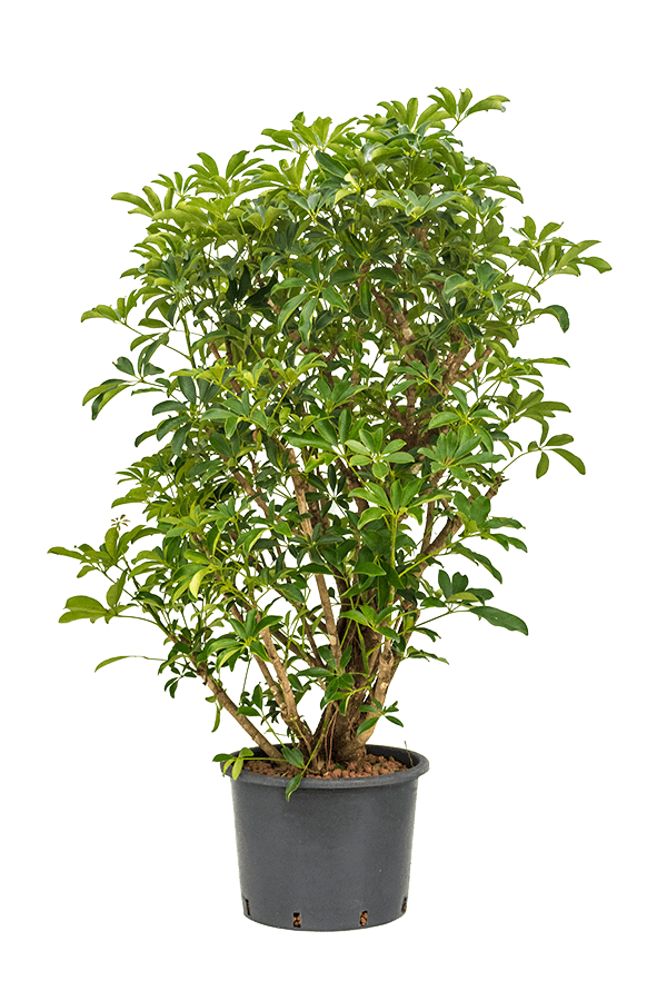 Hydroplant Szeflera Arboricola Compacta