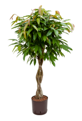 Hydroplant Ficus Binnendijkii Amstel King