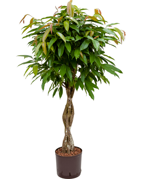 Hydroplant Ficus