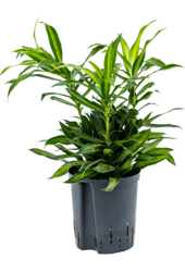 Hydroplant Pleomele (Dracaena) Reflexa Song Of Jamaica