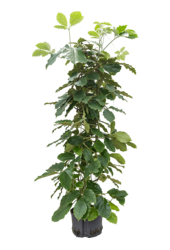 Hydroplant Tetrastigma Voinierianum