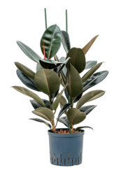 Hydro Roślina Ficus Elastica Abidjan