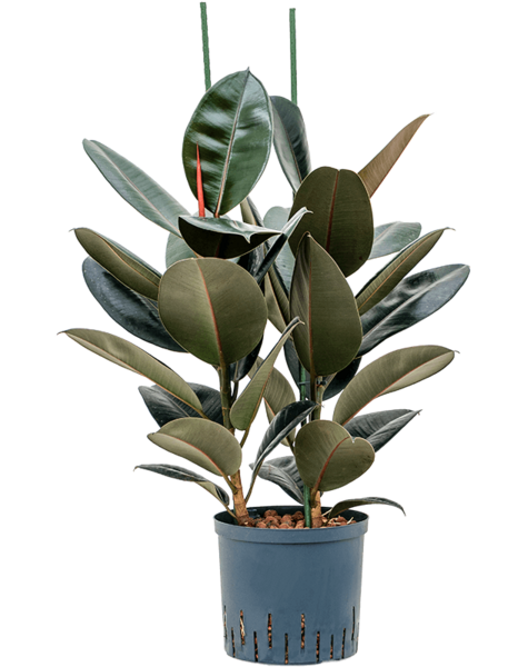 Hydro Roślina Ficus