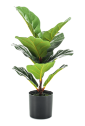 Sztuczna roślina Ficus Lyrata