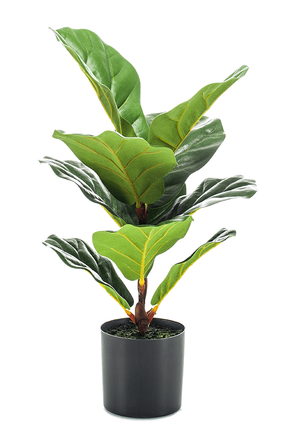 Sztuczna roślina Ficus Lyrata