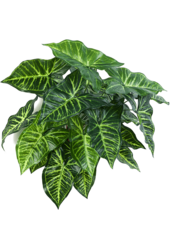 Sztuczny filodendron