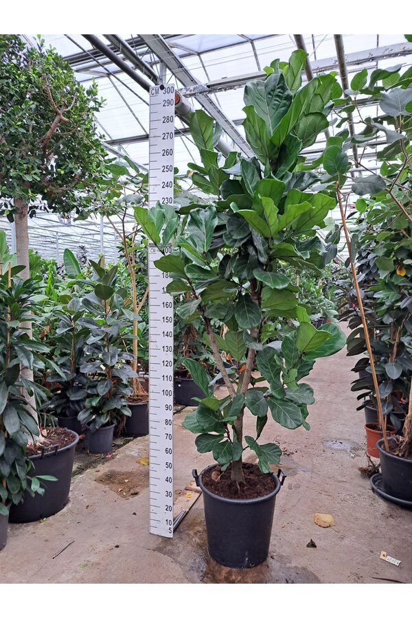 Ficus Lyrata Rozgałęziony KingSize