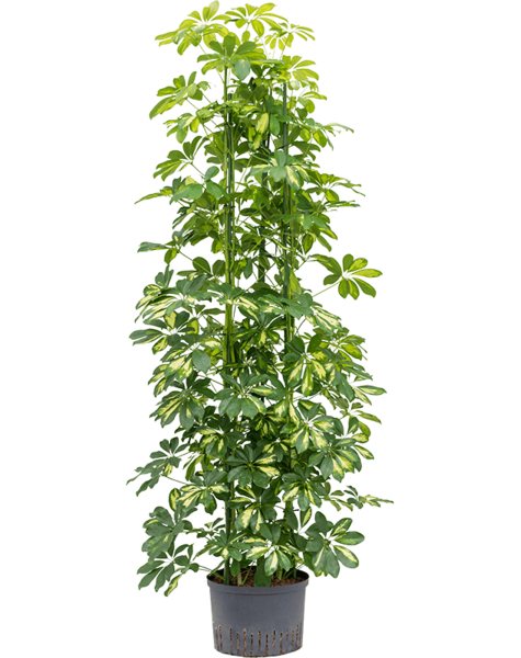 Roślina hydroponiczna Schefflera arboricola 'Gold Capella' 155