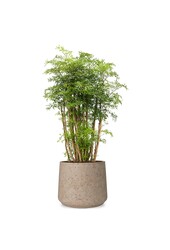 Polyscias Ming w Forli XXL