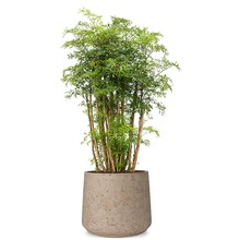 Polyscias