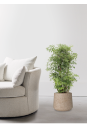 Polyscias Ming w Forli XXL