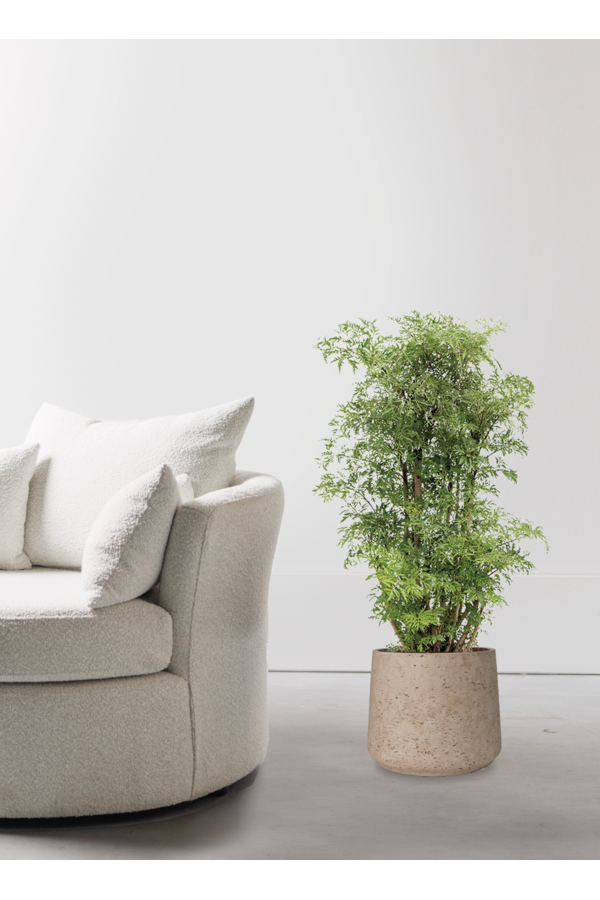 Polyscias Ming w Forli XXL