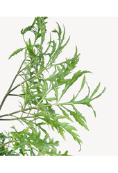 Polyscias Ming w Forli XXL