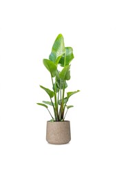 Strelitzia w Forli XXL