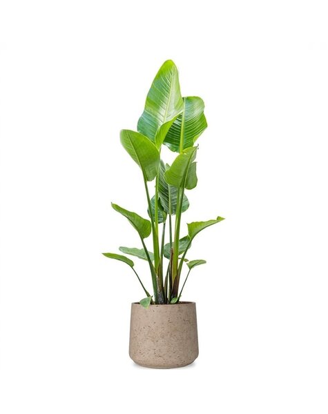 Forli | Strelitzia