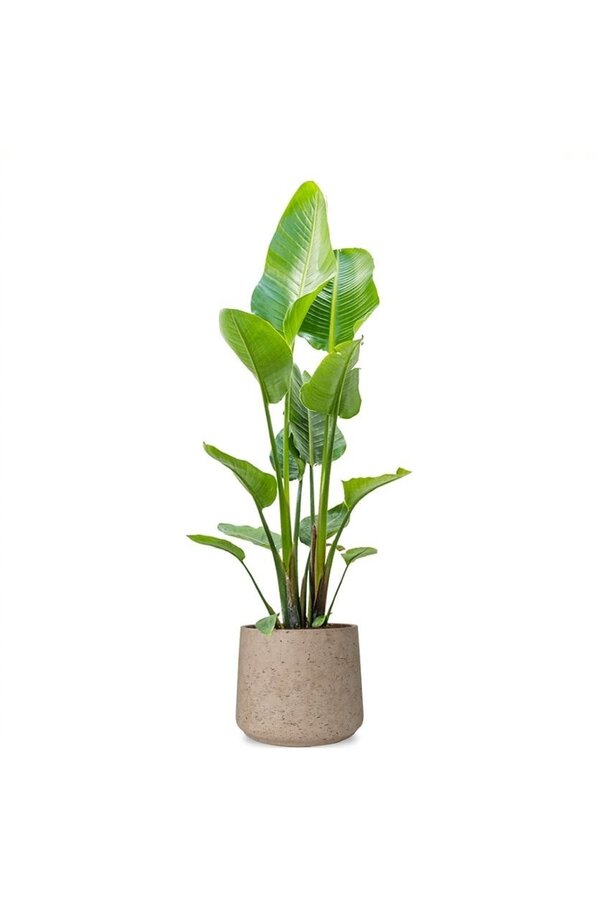 Strelitzia w Forli XXL
