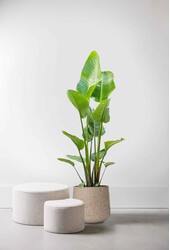 Strelitzia w Forli XXL