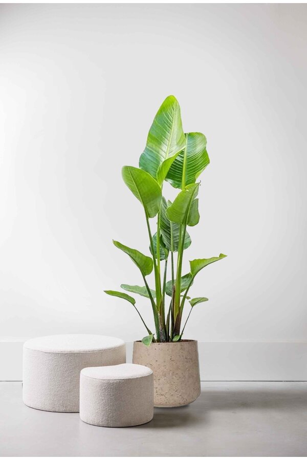 Strelitzia w Forli XXL