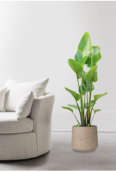 Strelitzia w Forli XXL