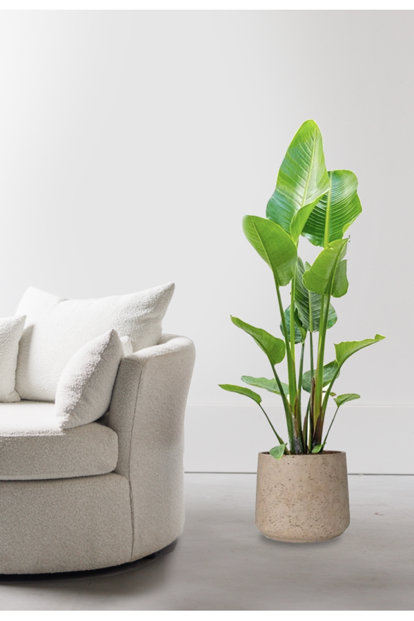 Strelitzia w Forli XXL