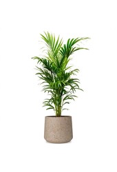 Howea Forsteriana w Forli XXL