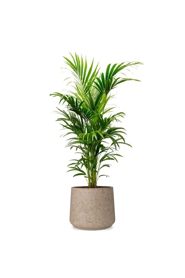 Howea Forsteriana w Forli XXL