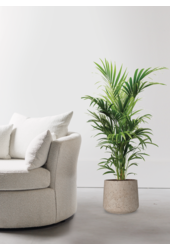 Howea Forsteriana w Forli XXL