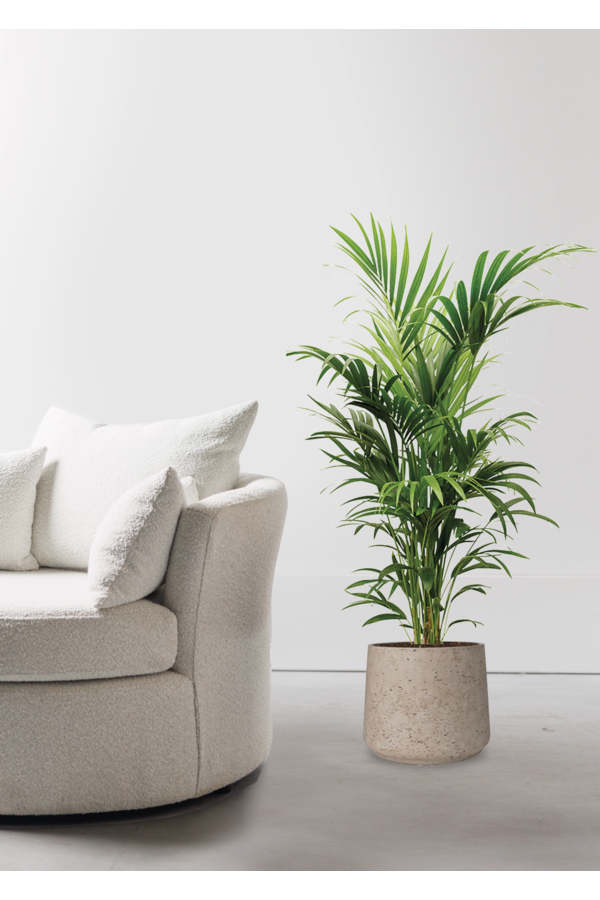 Howea Forsteriana w Forli XXL