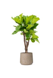 Ficus Lyrata w Forli XXL