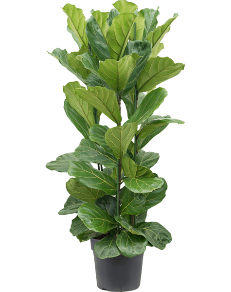 Fikus Lyrata