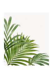 Pakiet roślin Greenville Pachira - Strelitzia - Areca