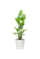 Strelitzia w Elho Greenville Biała Duża