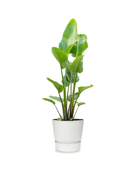 Strelitzia w doniczce Elho Greenville L