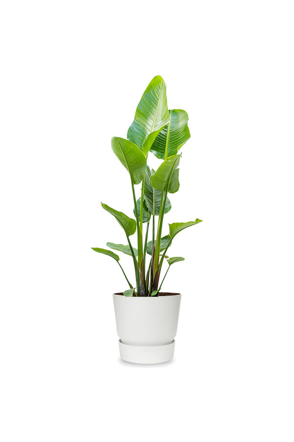 Strelitzia w Elho Greenville Biała Duża