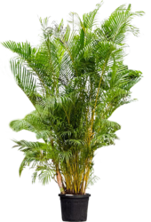 Palma Areka