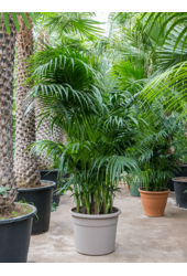 Kentia (Howea) Forsteriana