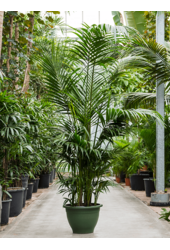 Kentia (Howea) Forsteriana