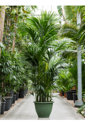 Kentia (Howea) Forsteriana