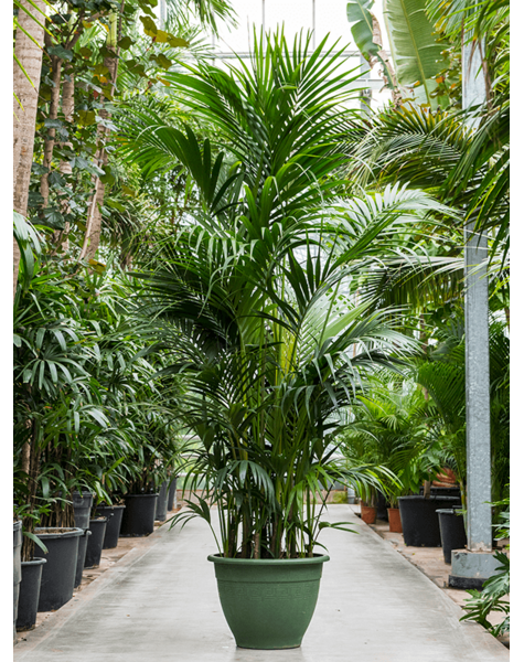 Kentia
