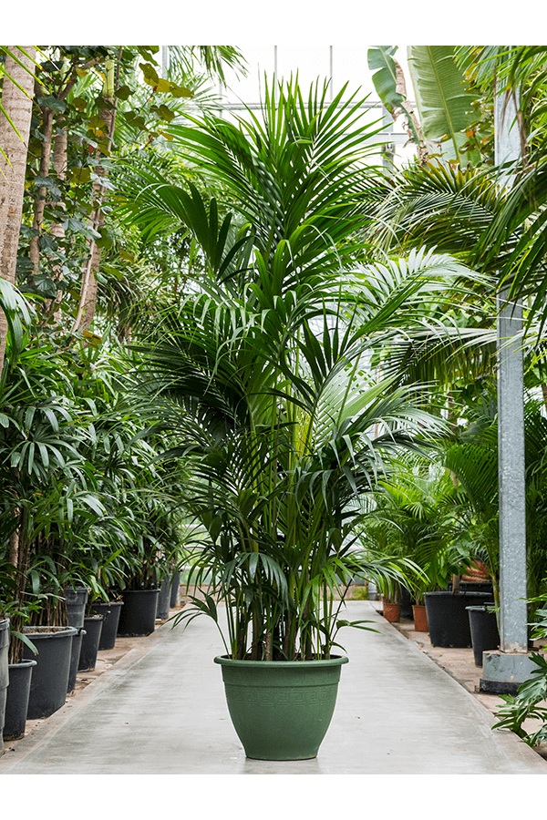 Kentia (Howea) Forsteriana