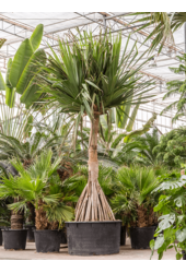Pandanus Utilis